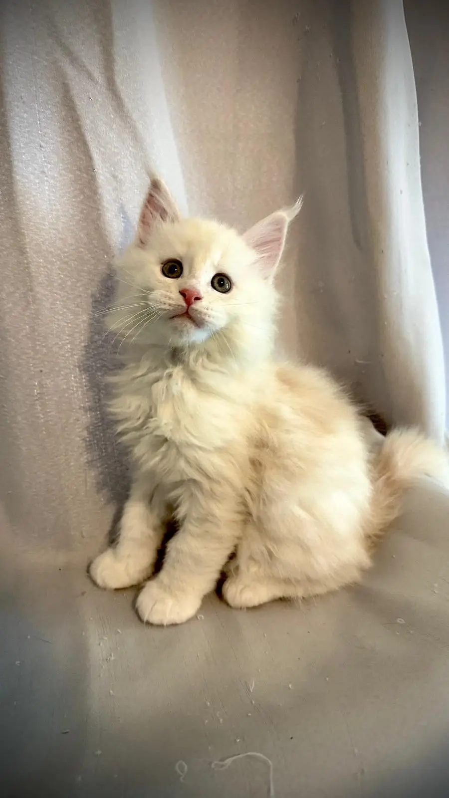 TICA Cattery ID: 114623